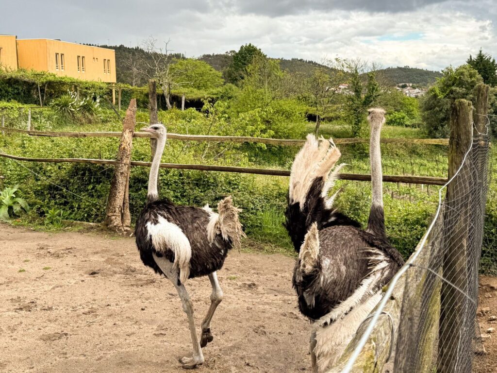 Avestruzes no espaço dos animais