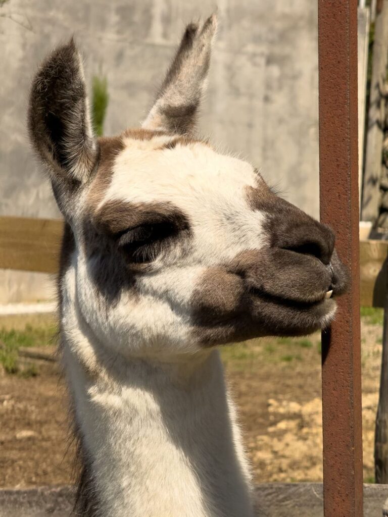 Fotografia do lama tirada na mesma visita