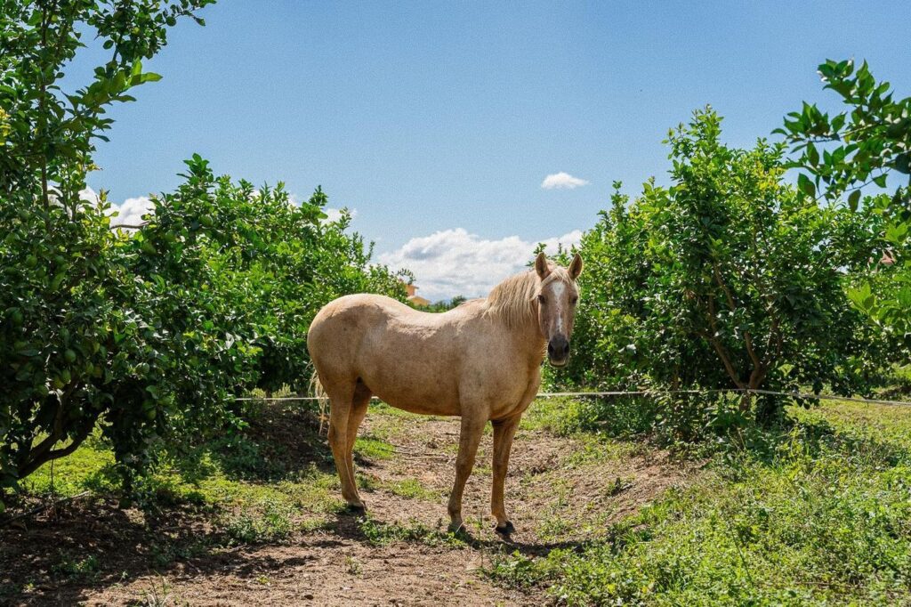 Cavalo entre os limoeiros da quinta
