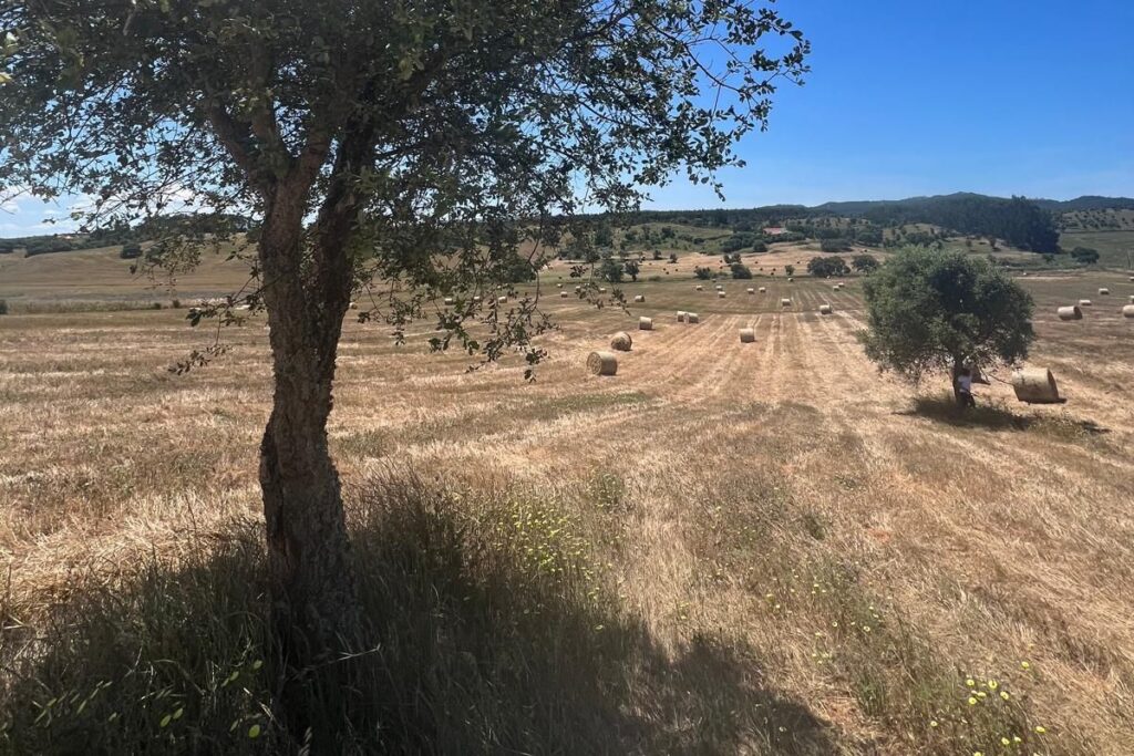 Árvore à esquerda e fardos de palha no campo