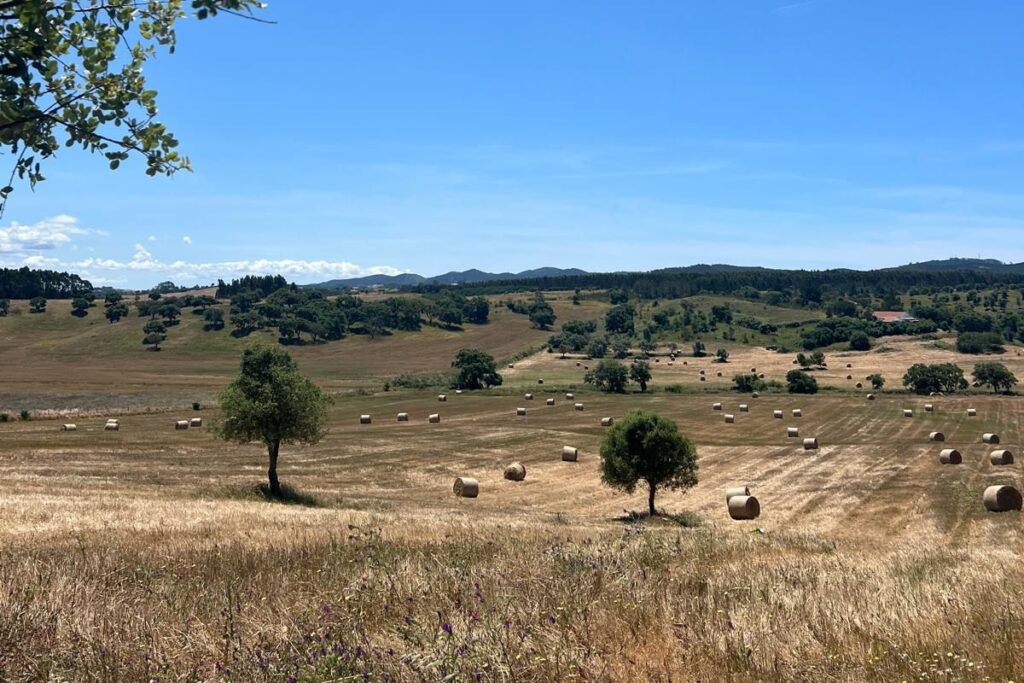 Campo ceifado com árvores e fardos de palha