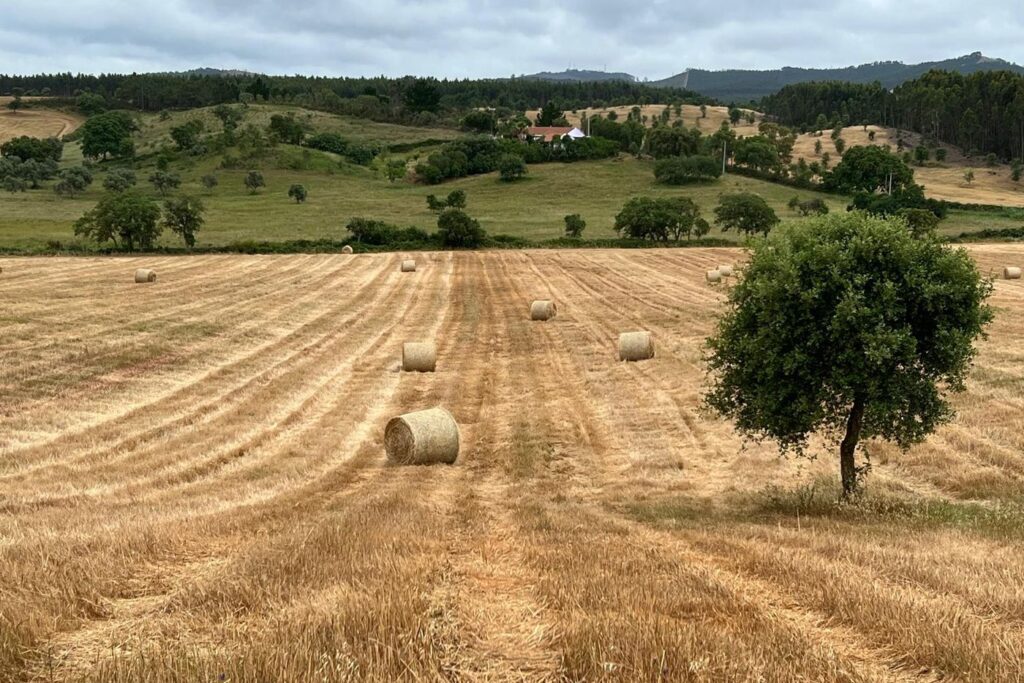 O terreno em março de 2026, com fardos de palha e uma árvore isolada